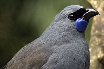 Jojikas (Kokako, lot. Callaeas cinereus) (CC BY 2.0)