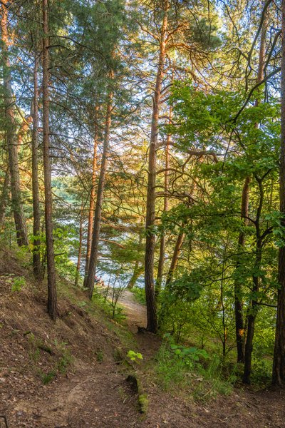 Bukčių miško parko takai