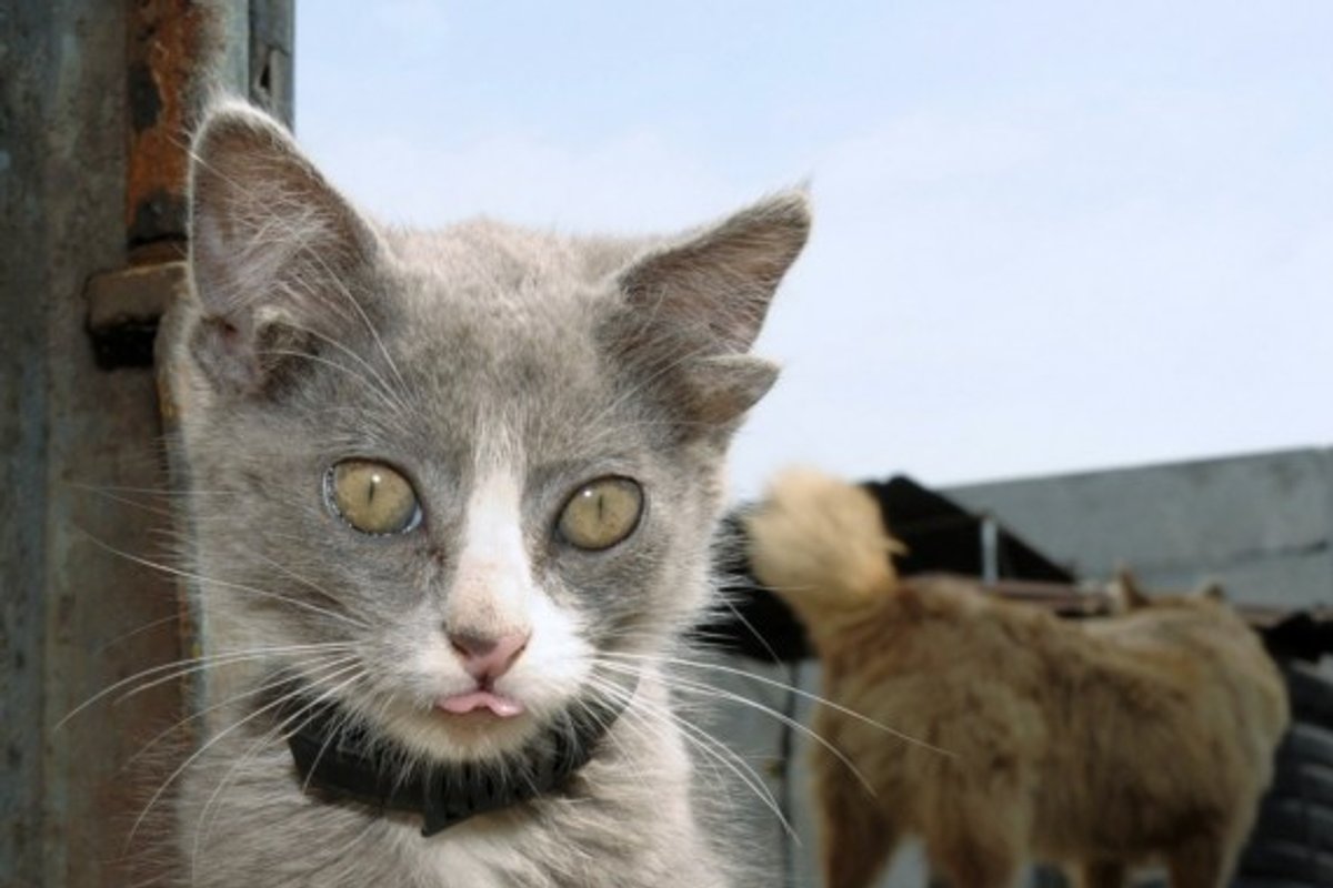 Rusijoje – kačiukas su 4 ausimis - Delfi grynas