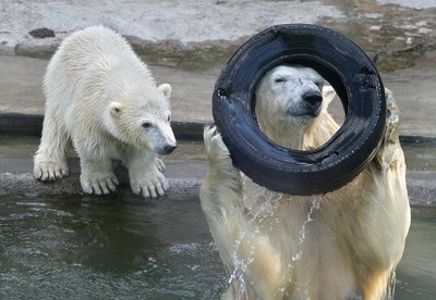 Baltasis lokys įsijautęs matuojasi padangą 