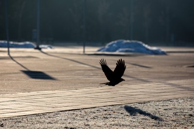 Pirmasis pavasario rytas Vilniuje