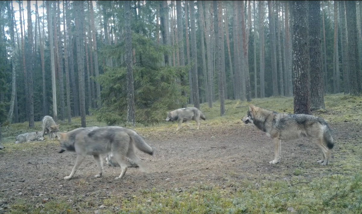 семьи натуристы Натуралисты сняли в Литве на видео семейство волков - Delfi RU