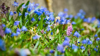 Po saulėto savaitgalio, laukia kiek vėsesnė ir drėgnesnė savaitės pradžia