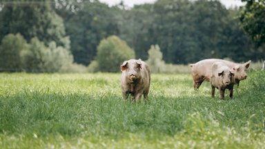 Užfiksavus naują AKM židinį įspėjama – ligos užkratas gali būti perneštas nuimant derlių