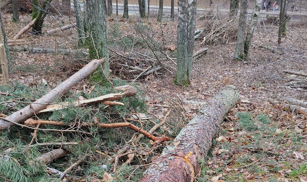 Nupjauti medžiai Vilniaus Valakupių girininkijai priklausančiame sklype