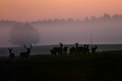 Elnių tuoktuvės