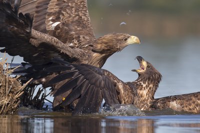 Geriausios 2013-ųjų metų gamtos fotografų nuotraukos