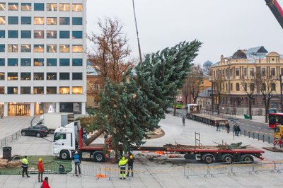 Kalėdų eglė atvežta į Vienybės aikštę