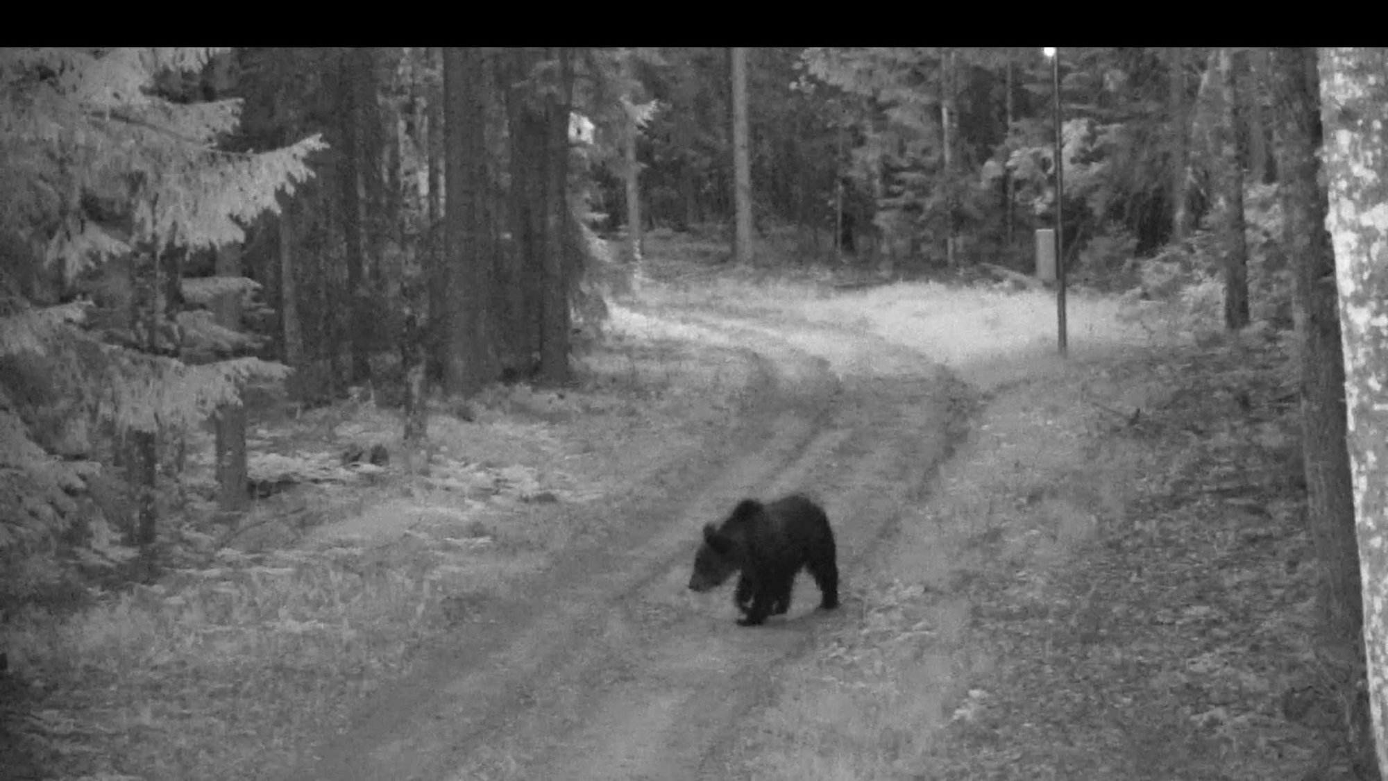 Meška kirto Lietuvos sieną - Delfi TV