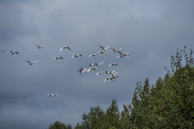 Skrenda gulbės giesmininkės