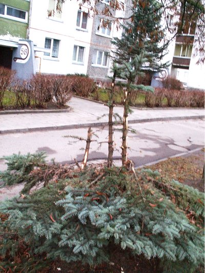 Sužaloti medžiai Panevėžyje