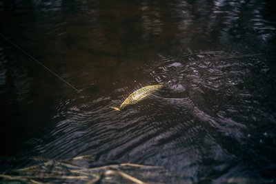 „trout.lt“ upėtakių žvejybos sezono atidarymas