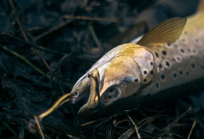 „trout.lt“ tinklaraštininkų sugautas upėtakis