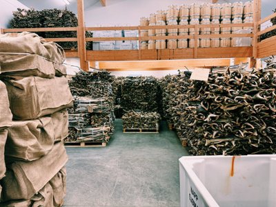 Lietuviai Lofotene dirba žuvies fabrike