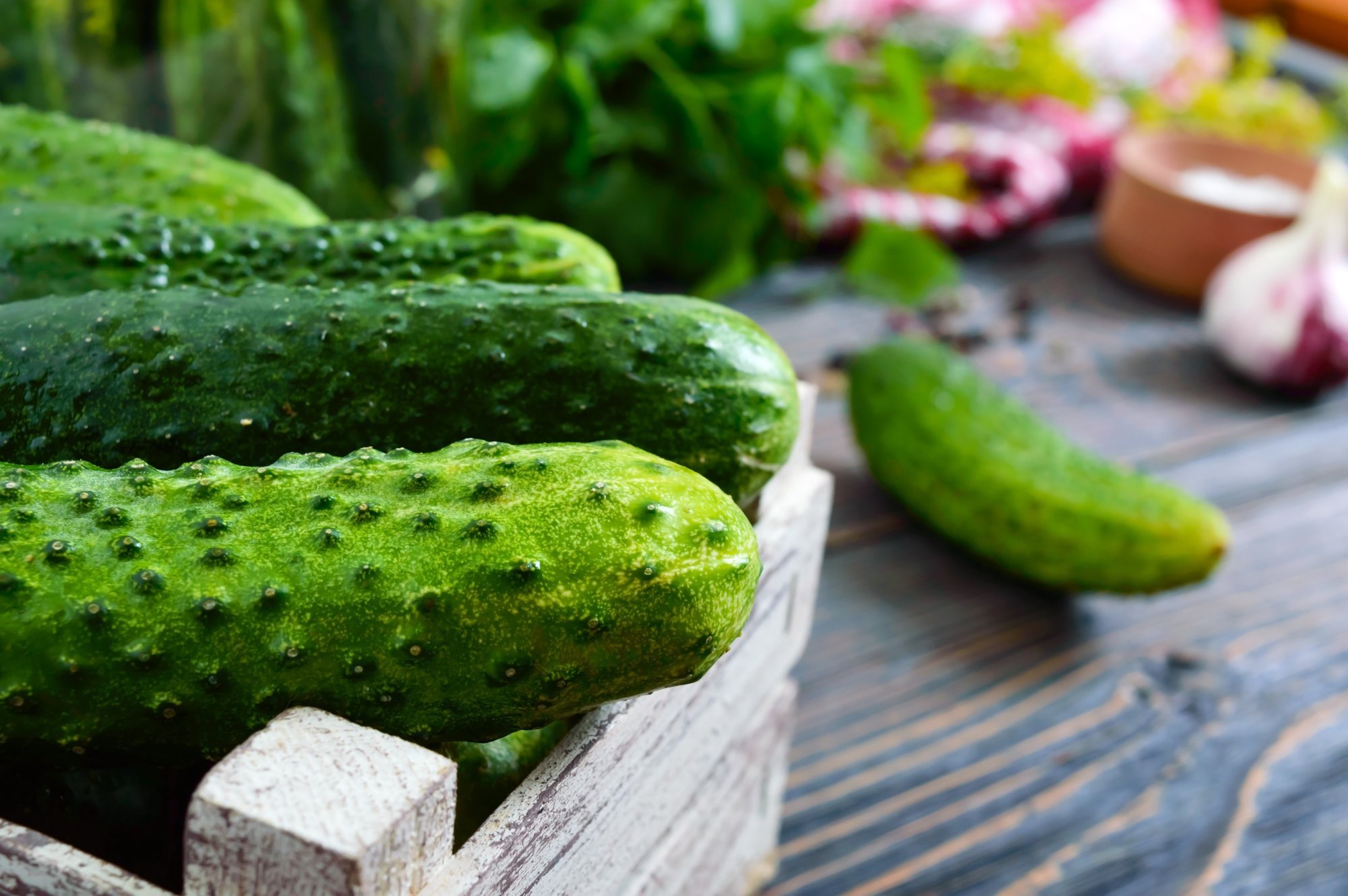 Agurkai: 5 žingsniai, užtikrinantys gausų derlių - Delfi agro