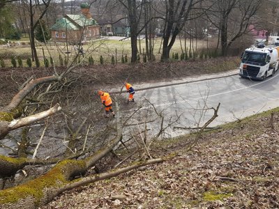 Šiaurės g. nuvirto medis