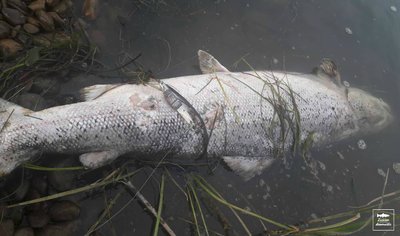 Brakonierių sužalota lašiša