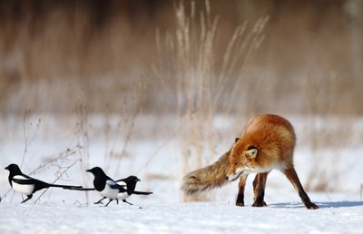 Geriausios 2013-ųjų metų gamtos fotografų nuotraukos