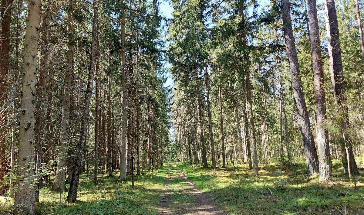 Miško turtų pažintinis takas