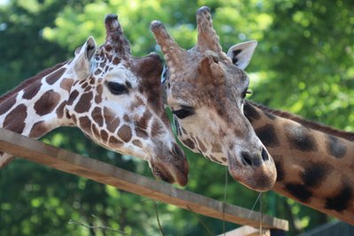 Lithuanian Zoo