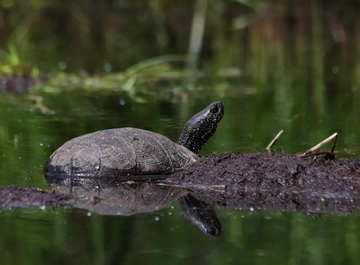 Saulutėje šildosi geležinė varlė – balinis vėžlys