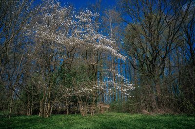 Skinderiškio dendrologijos parkas (Rolano Valionio nuotr.)