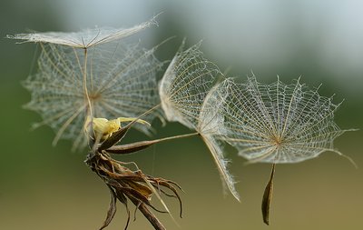 Arūno Eismanto nuotrauka   „Skėčių pardavėjas“