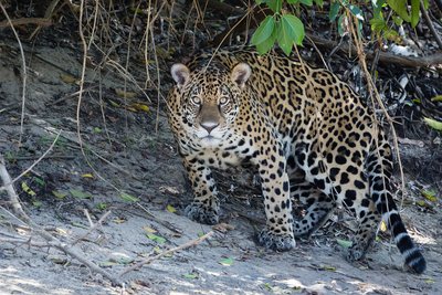 Pantanalio Mato Groso nacionalinis parkas, Brazilija. (Bart van Dorp nuotr. /CC BY 2.0)