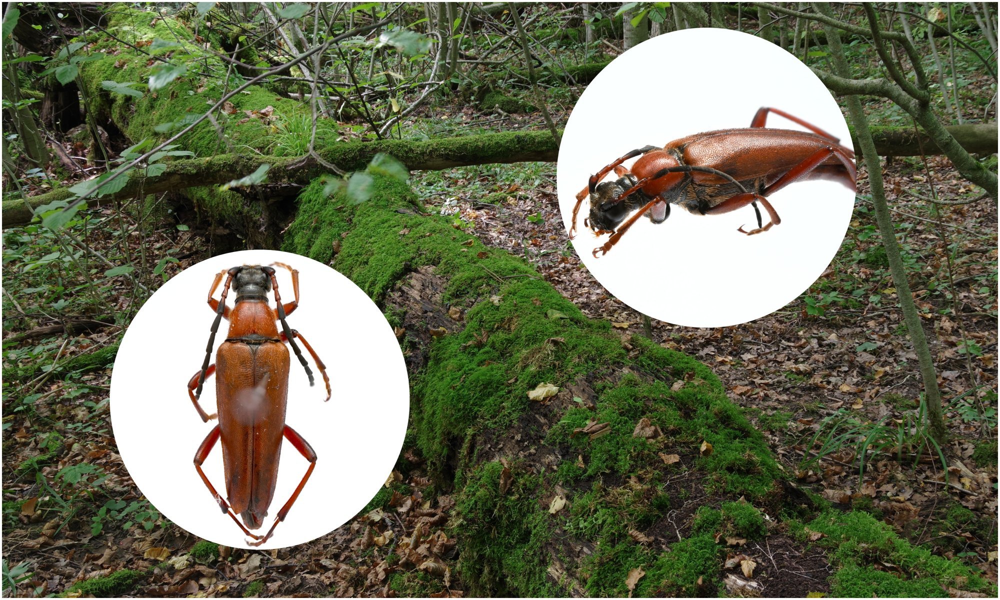 Rare beetle reappears in Lithuania after 37-year absence