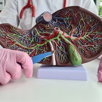 Mokslininkai nustatė, kad vienas mūsų organas niekada nesensta – net šimtamečio jis būna kaip trejų metų vaiko