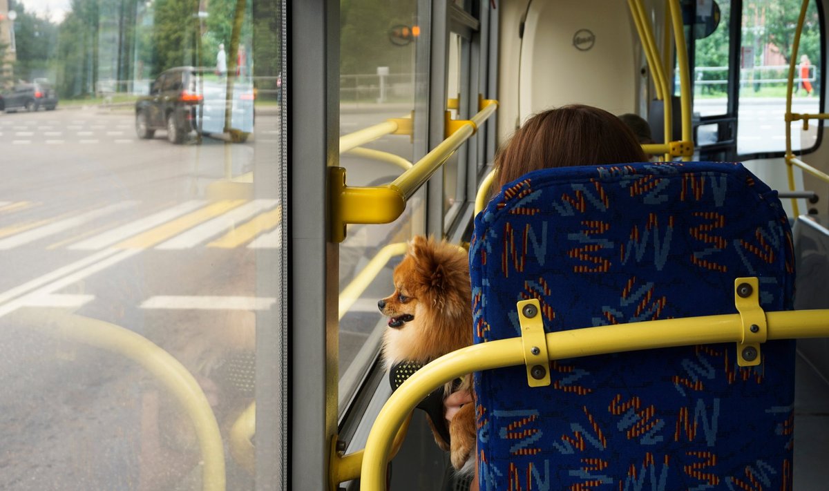 Šuo autobuse
