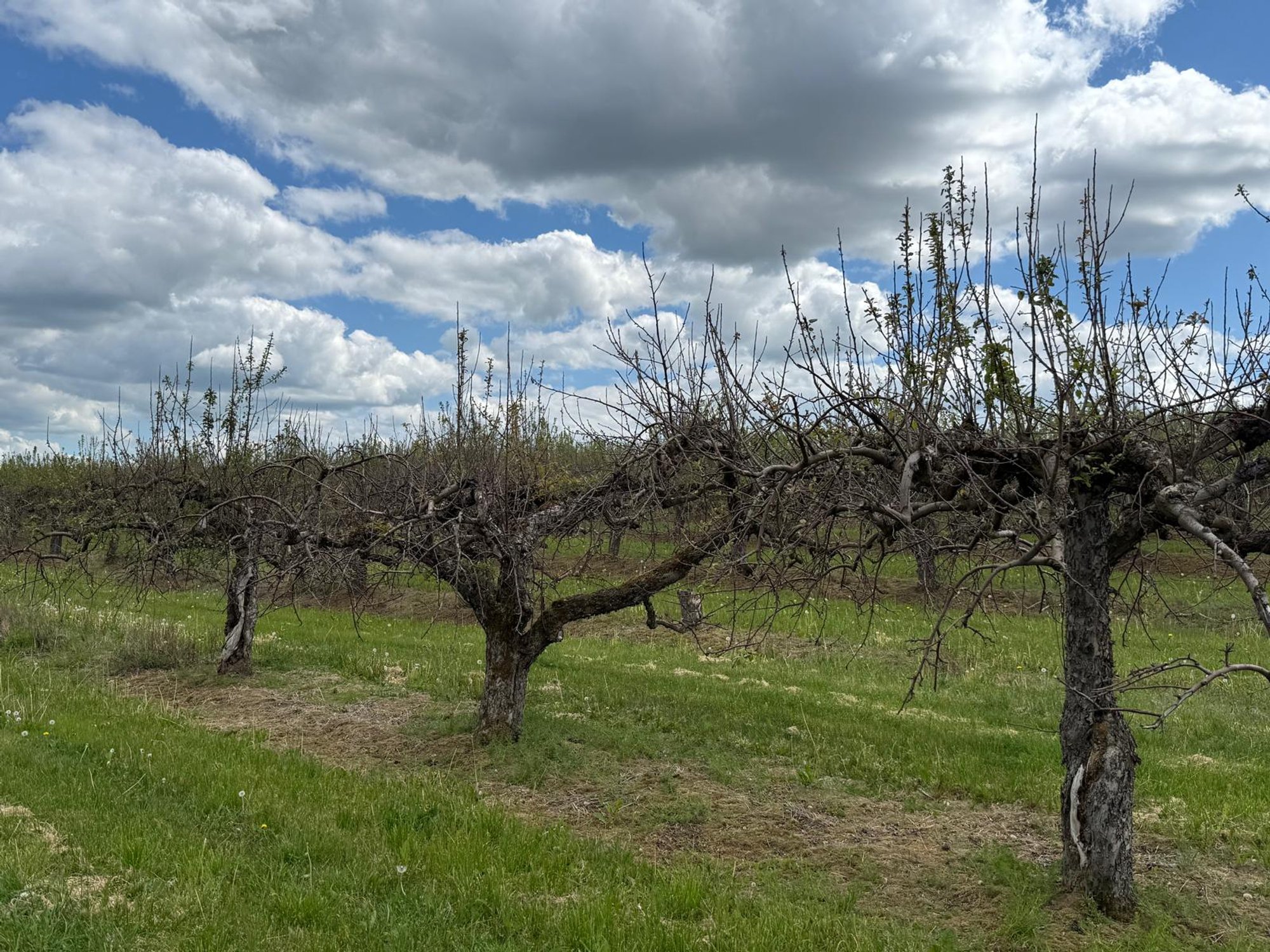 Images from Lithuanian apple orchards resemble catastrophe: trees 'disappearing daily'