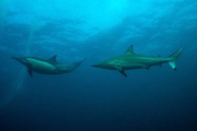 Išnykusiais laikyti Carcharhinus leiodon rūšies rykliai