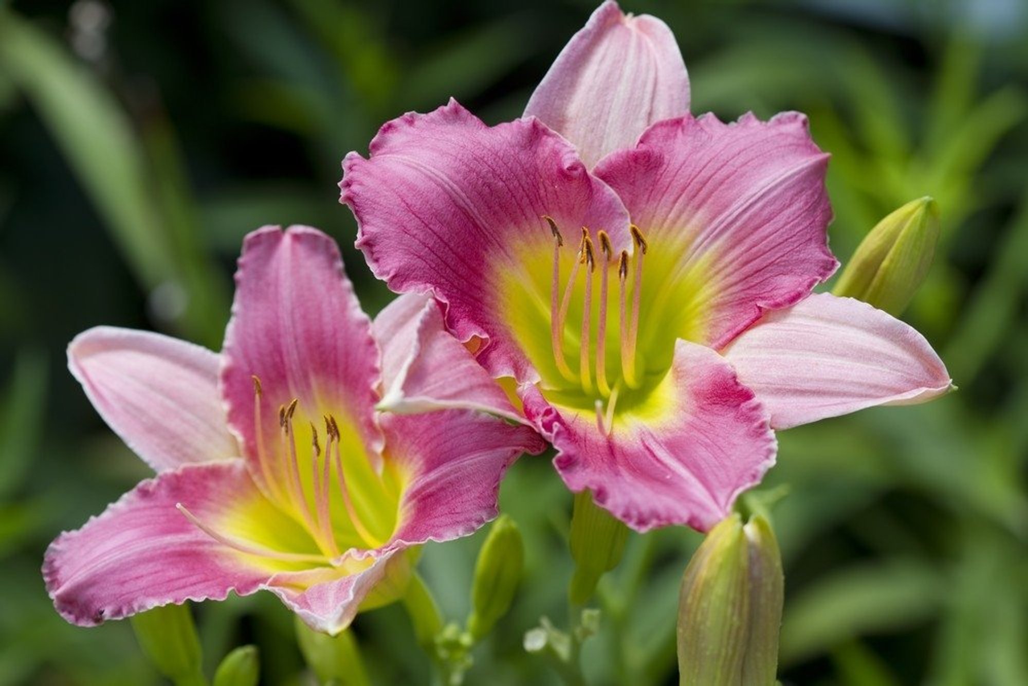 Their Petals Like Silk – This Perennial Plant Seems to Glow From Within