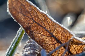 Sinoptikai: šiąnakt buvo kol kas šalčiausia rudens naktis 