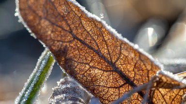 Sinoptikai: šiąnakt buvo kol kas šalčiausia rudens naktis 