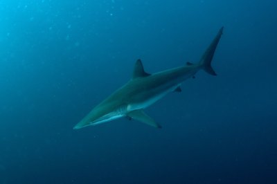 Išnykusiais laikyti Carcharhinus leiodon rūšies rykliai