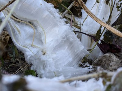 Ledo plaukai išlieka kol stipriai nepakyla aplinkos temperatūra