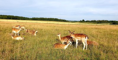 Lietuviškas safaris