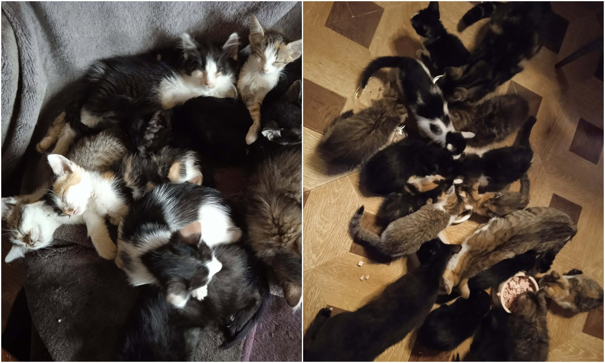 Resident's plea for help reveals overwhelming number of cats at home