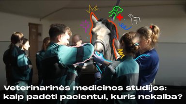 Veterinarinės medicinos studijos: kaip padėti pacientui, kuris nekalba?