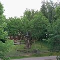 Kviečia išrinkti 2025 metų Lietuvos medį