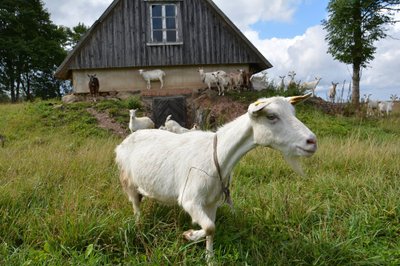 Ožkos kaime 