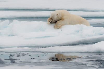 „Comedy Wildlife Photography Awards“ finalininkai 