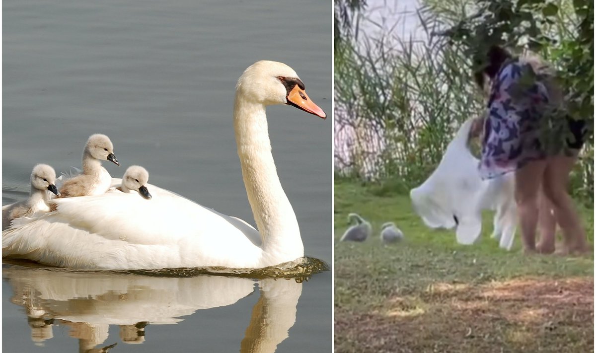 Gulbė su gulbiukais