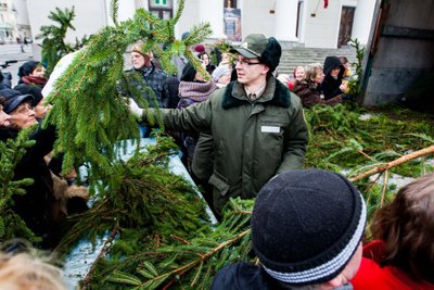 Eglės šakų dalijimas