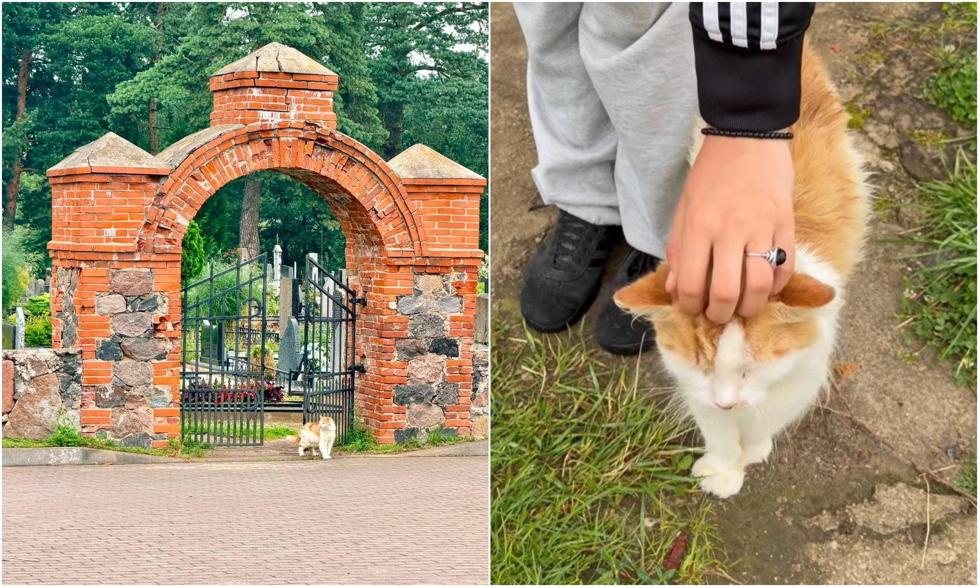 Mysterious cat's cemetery visits baffle Biržai residents
