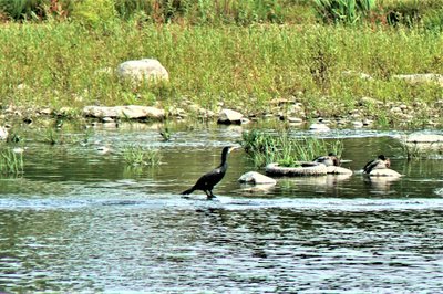 Nemuno keliu - po pakaunės kraštą: žavūs miesteliai ir nepakartojamas gamtos grožis