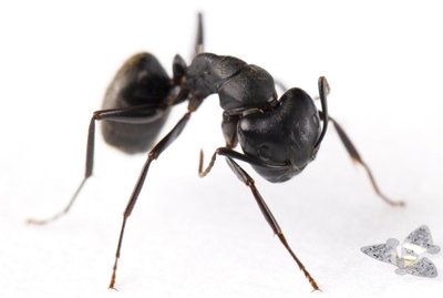 Šio prietaiso dydis - mažiau nei 1 mm. Skruzdėlė palyginimui. Northwestern University nuotr.