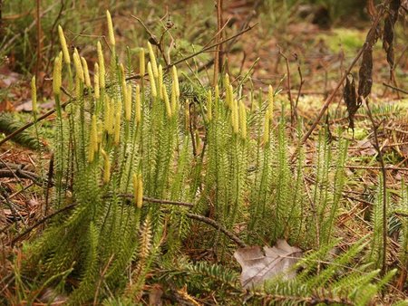 Miškinis pataisas - Lycopodium annotinum